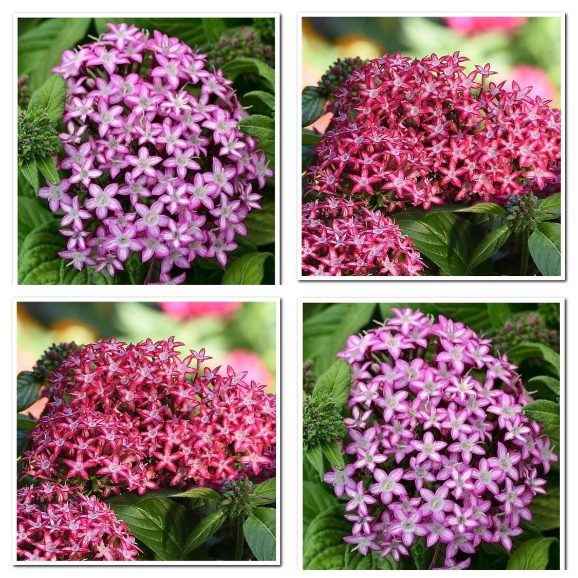 Пентас glitterati red star. Пентас ланцетовидный. Пентас lucky star dark red. Пентас зорька. Пентес.