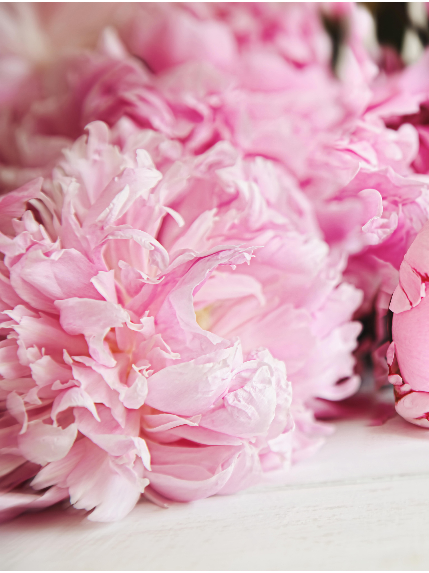 Фотообои розовые пионы