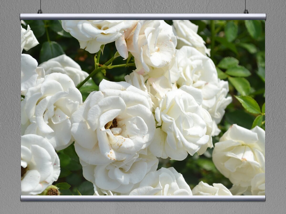 Белый Каскад Роза Плетистая
