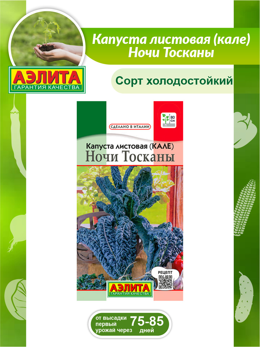 Капуста ночи тосканы. Капуста листовая ночи Тосканы. Капуста листовая Кале ночи Тосканы. Семена капуста листовая (Кале) ночи Тосканы.