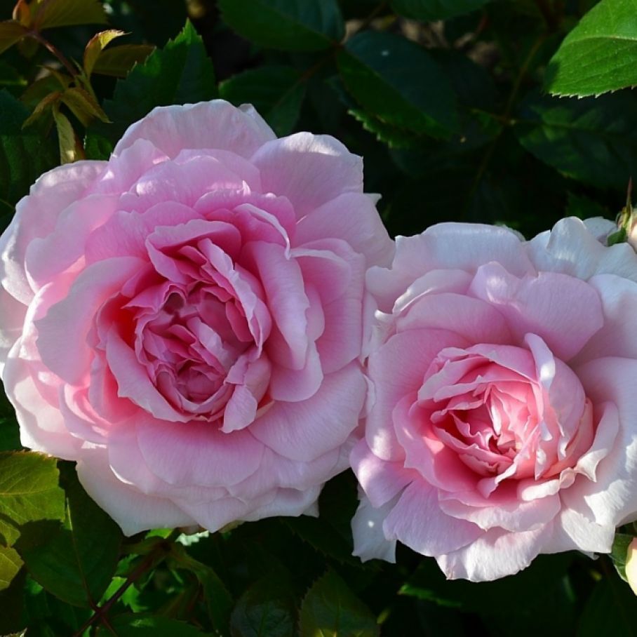 Ламберт клосс канадская роза описание и фото
