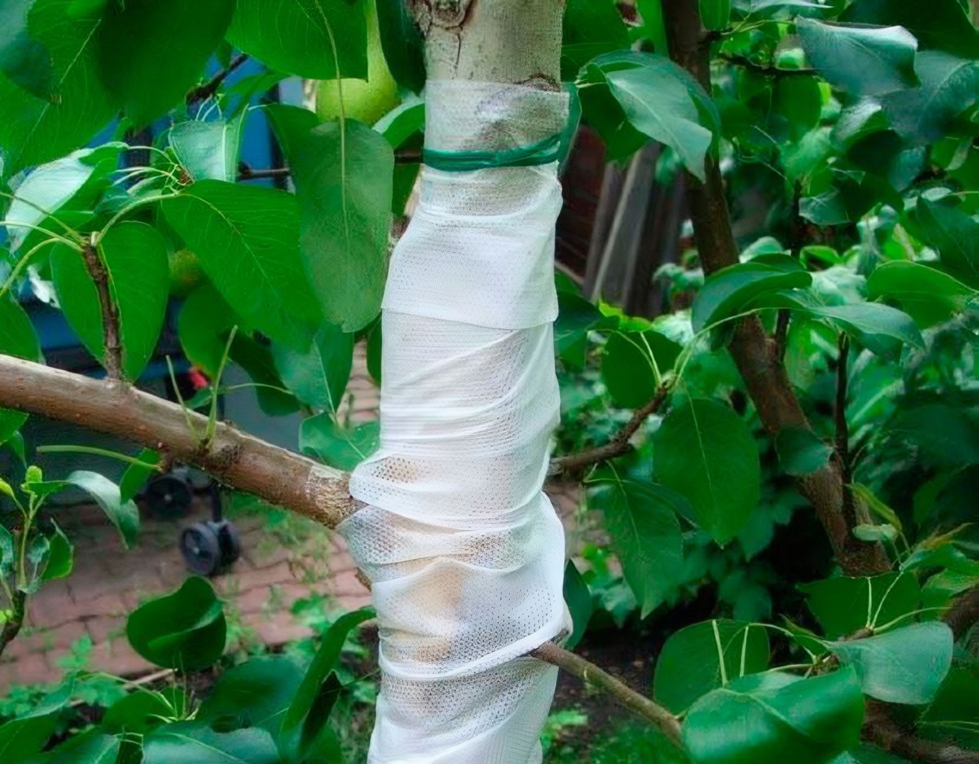 Зачем деревья обматывают досками