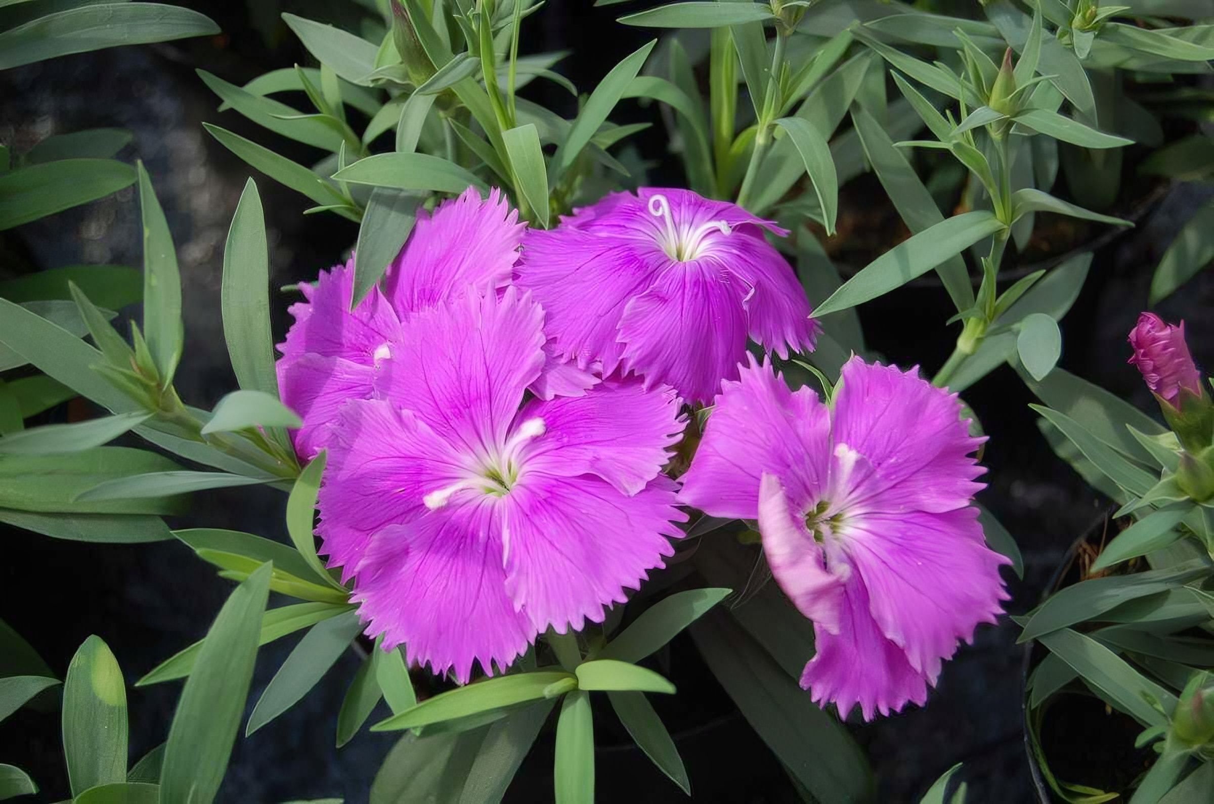 Период цветение гвоздики. Dianthus chinensis гвоздика китайская. Гвоздика китайская Коронет микс.