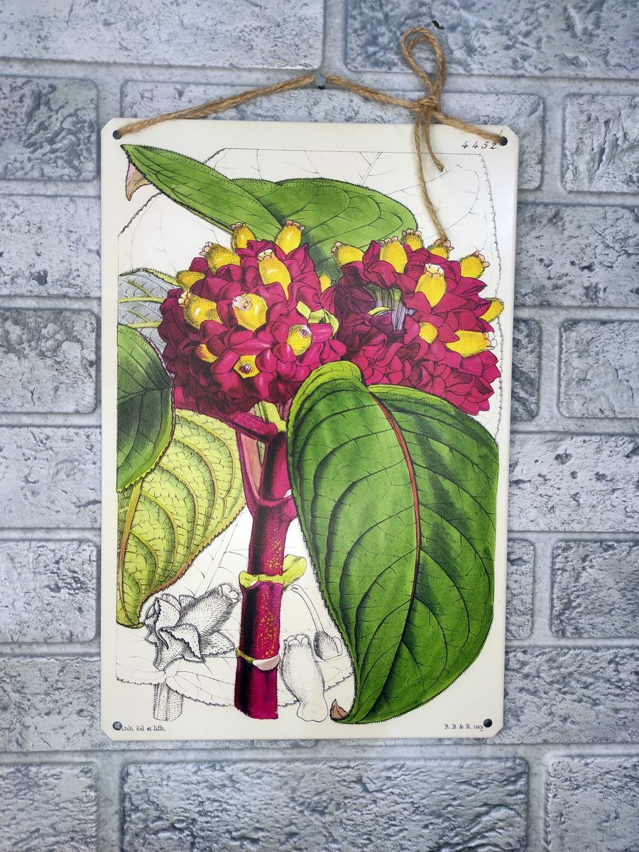 ботаника сегодня. ботанический сад петра великого в санкт-петербурге. картина растения ботанические. травы на дощечке - картина. ботанические постеры в интерьере.