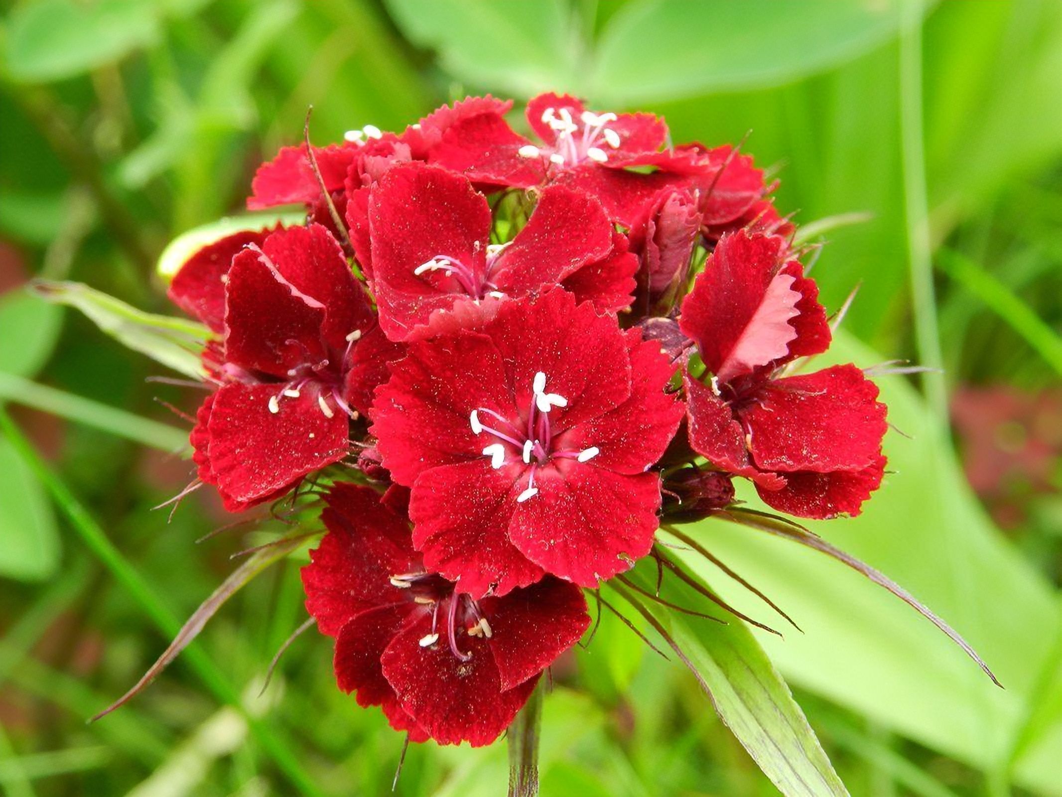 Гвоздика бородатая - Dianthus barbatus. Гвоздика Барбатус махровая. Гвоздика турецкая (гвоздика бородат.