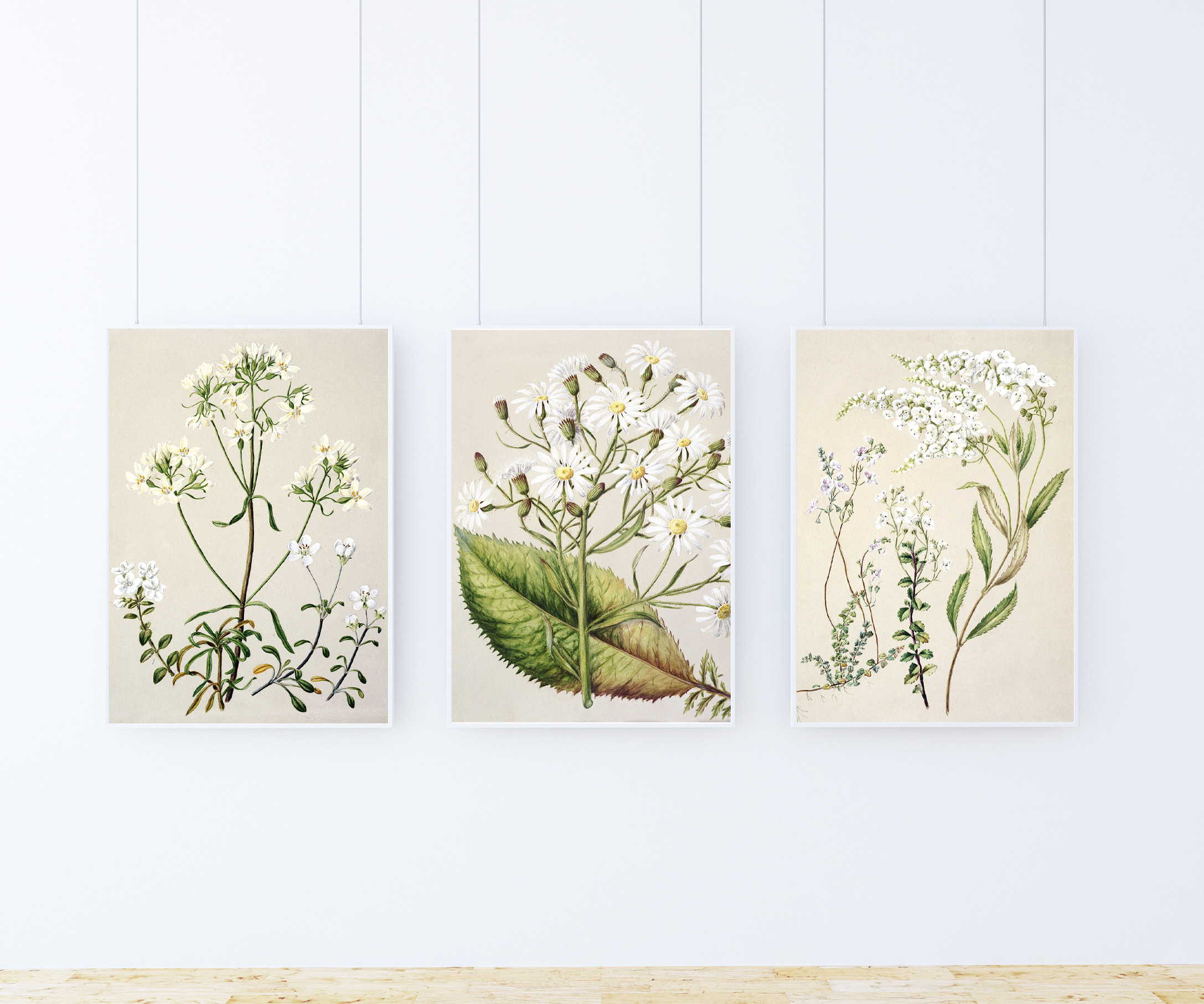 вечеринка в стиле ботаников. картины ботаника три. три ботаника. лаванда акварель. три ботаника.