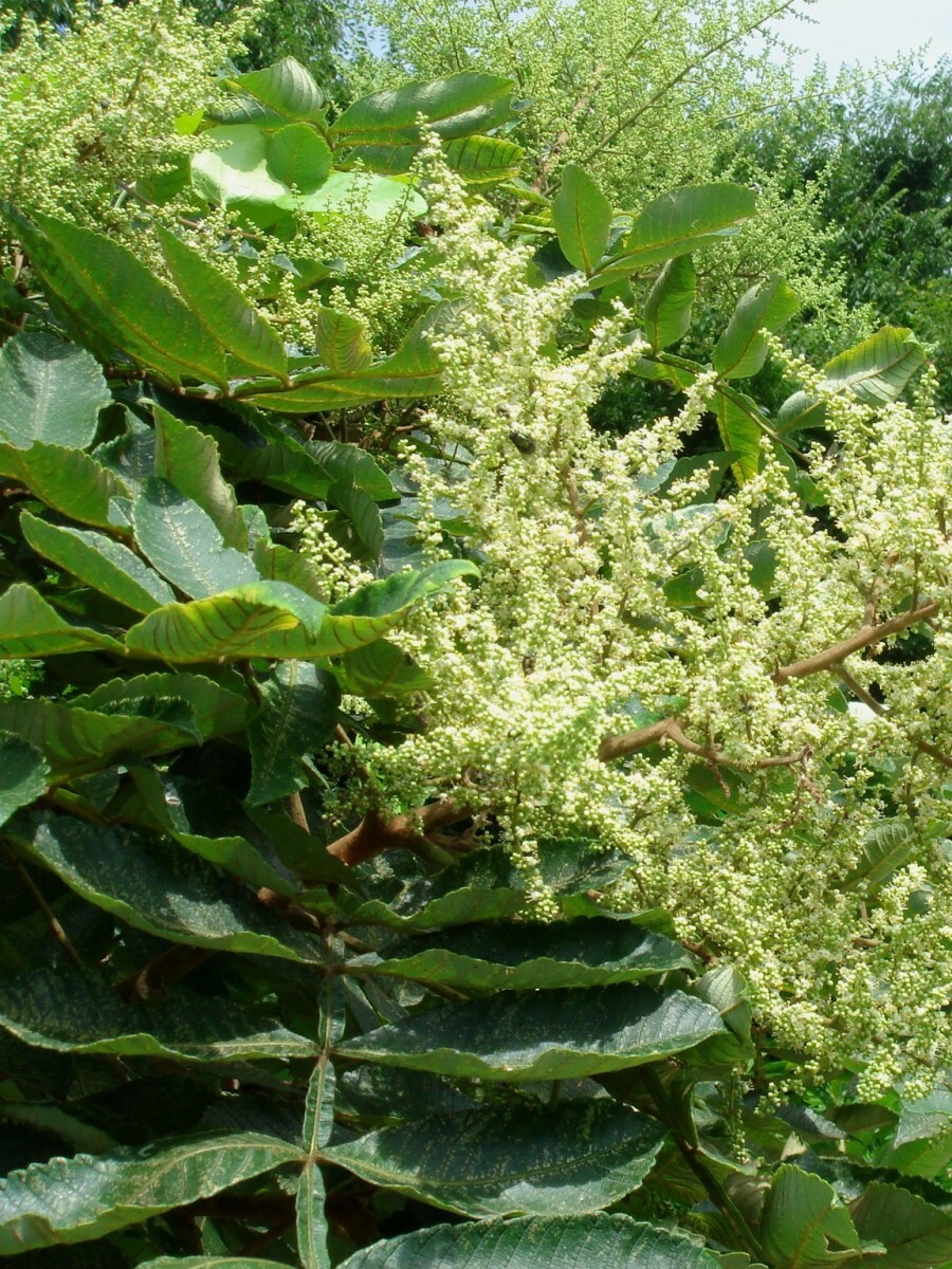 Rhus chinensis