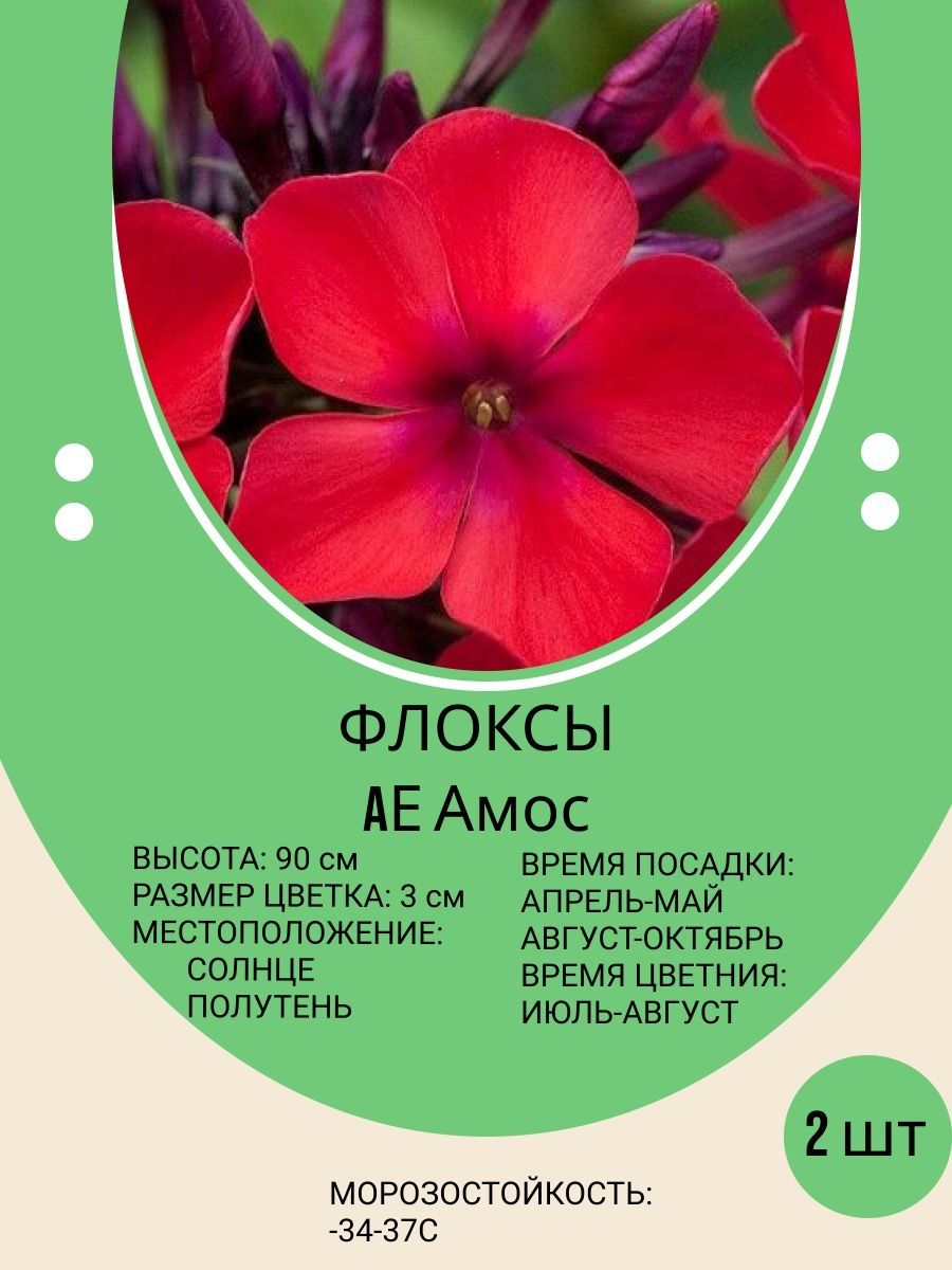 Флоксы характеристика