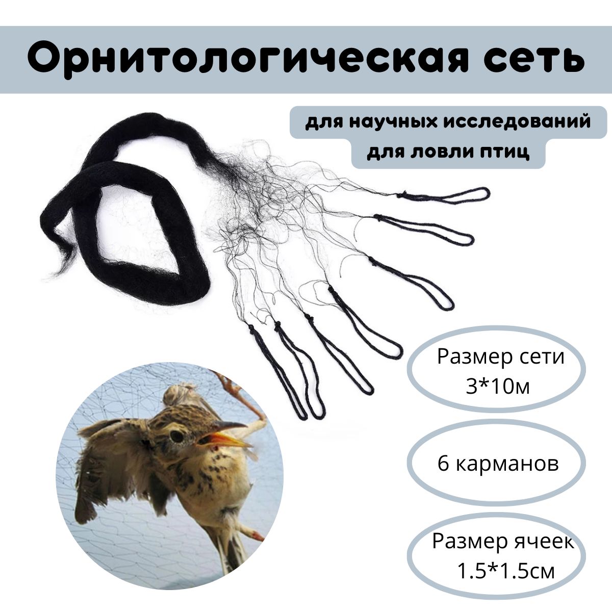 На омском рынке из-за развешенных сетей гибнут птицы | Общество | Омск-информ