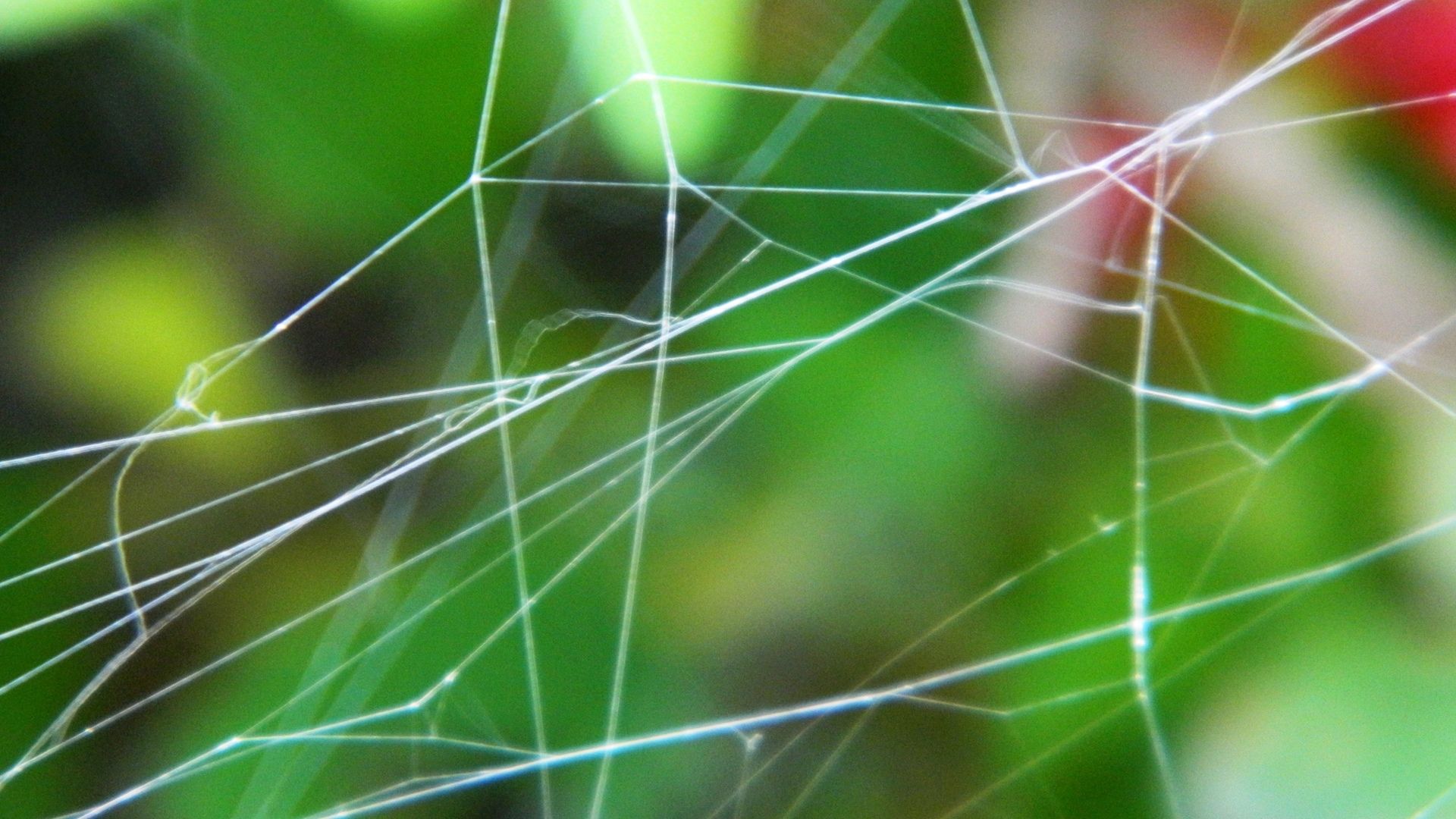 Grass network. Сети на траве. Фото нейросеть 2560х1440 рука. Network Wallpaper. Wynd Network grass.