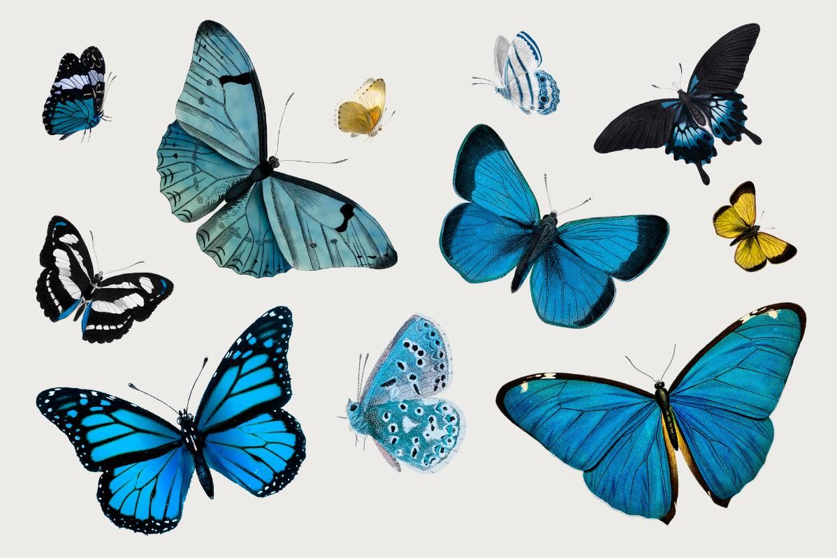 Бабочки голубые картинки для печати