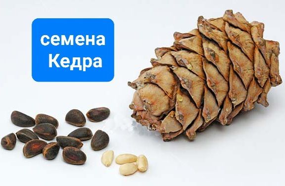 Купить Семена Кедра Сибирского Для Посадки