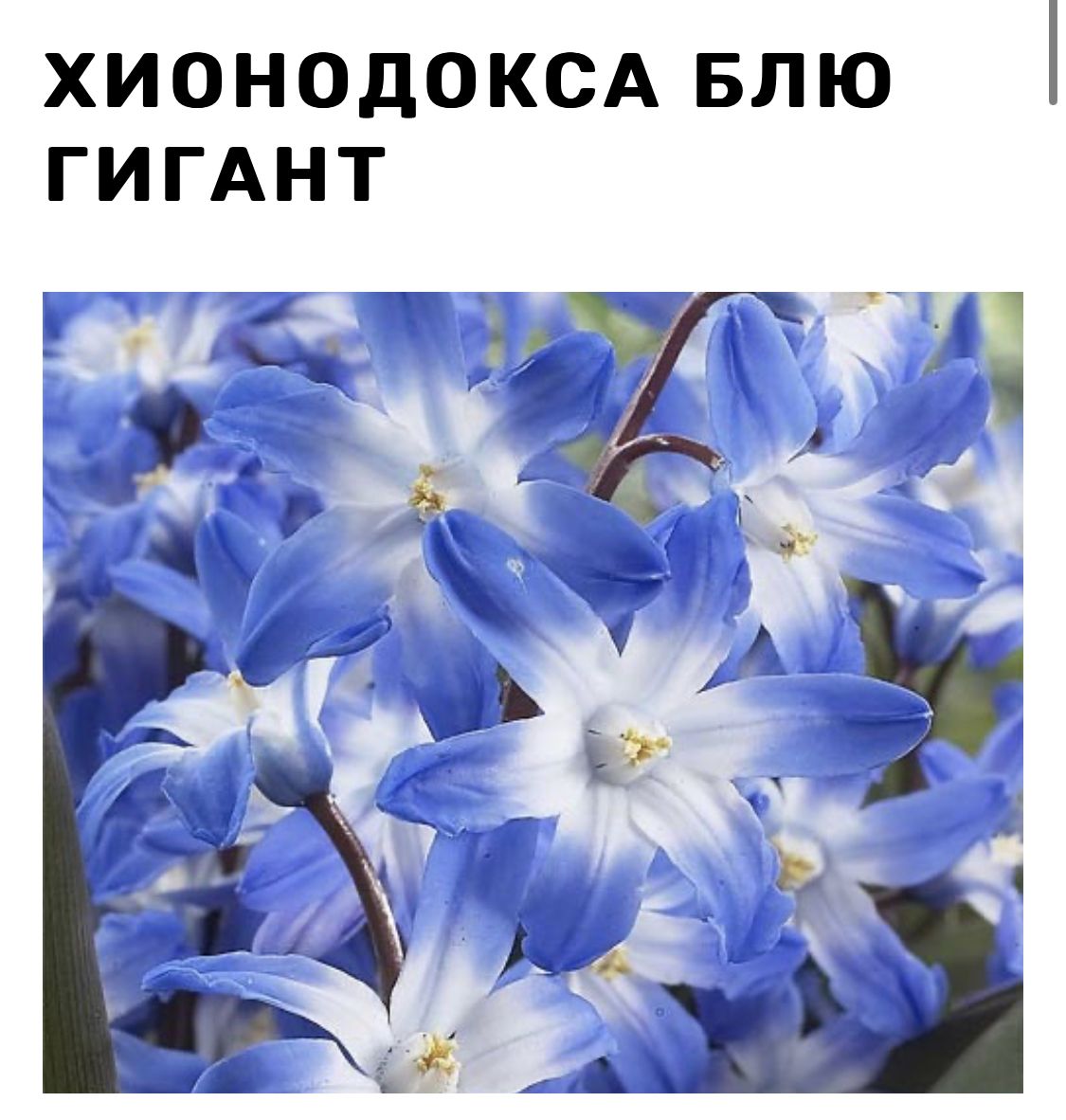Хионодокса синяя. Блю гиант. Блю гиант. Forbesii blue giant хионодокса. Хионодокса гигантская блю.