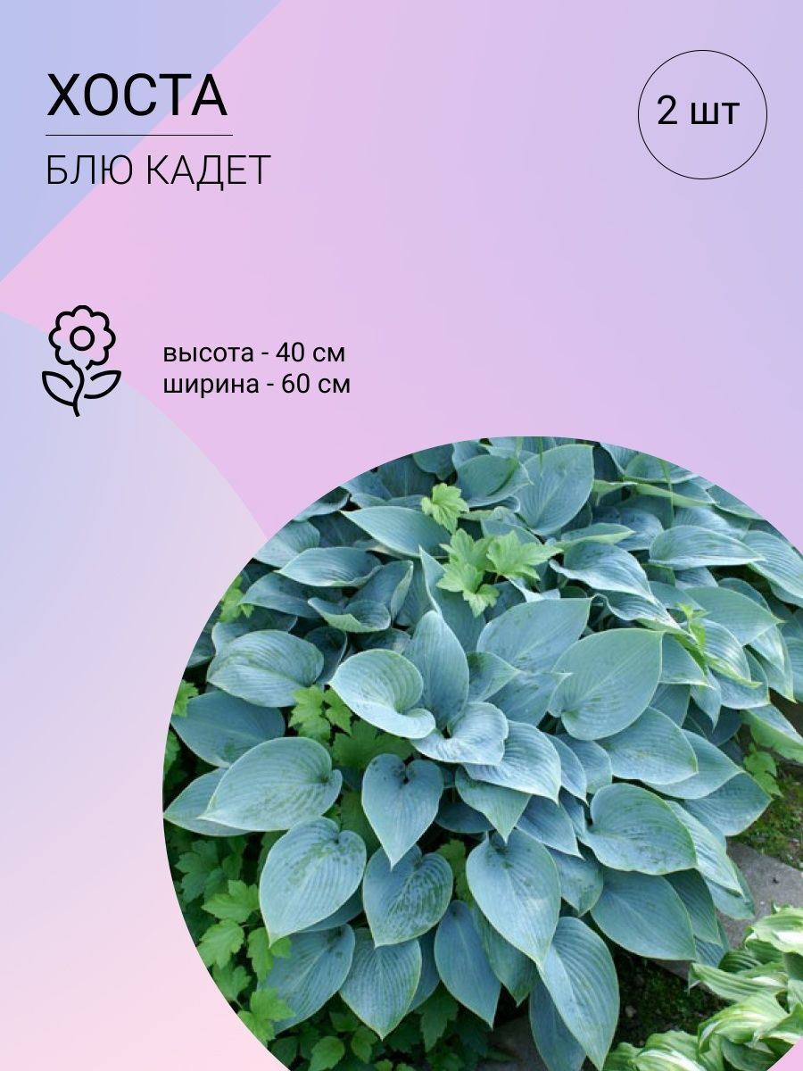 Саженцы Хост Купить В Леруа Мерлен Калуга