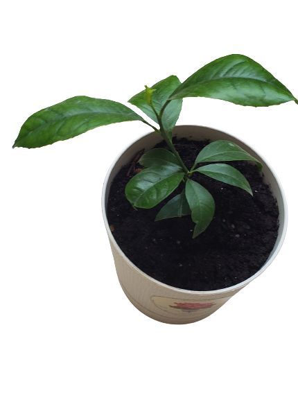 Лимон Растение Мейера – купить в интернет-магазине OZON по низкой цене