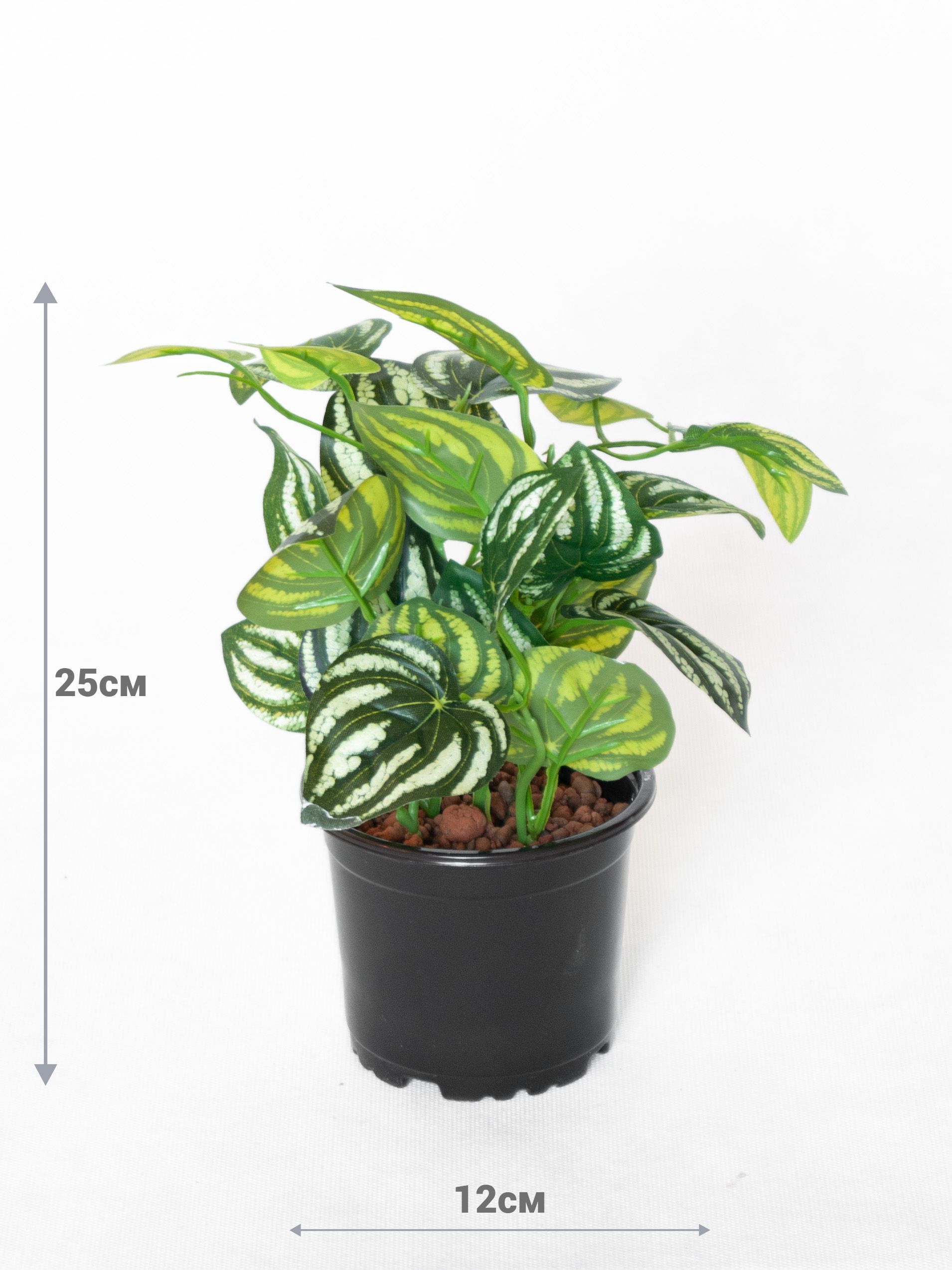 Цветок искусственный Пеперомия куст 25 см в горшке - характеристики, фото и...