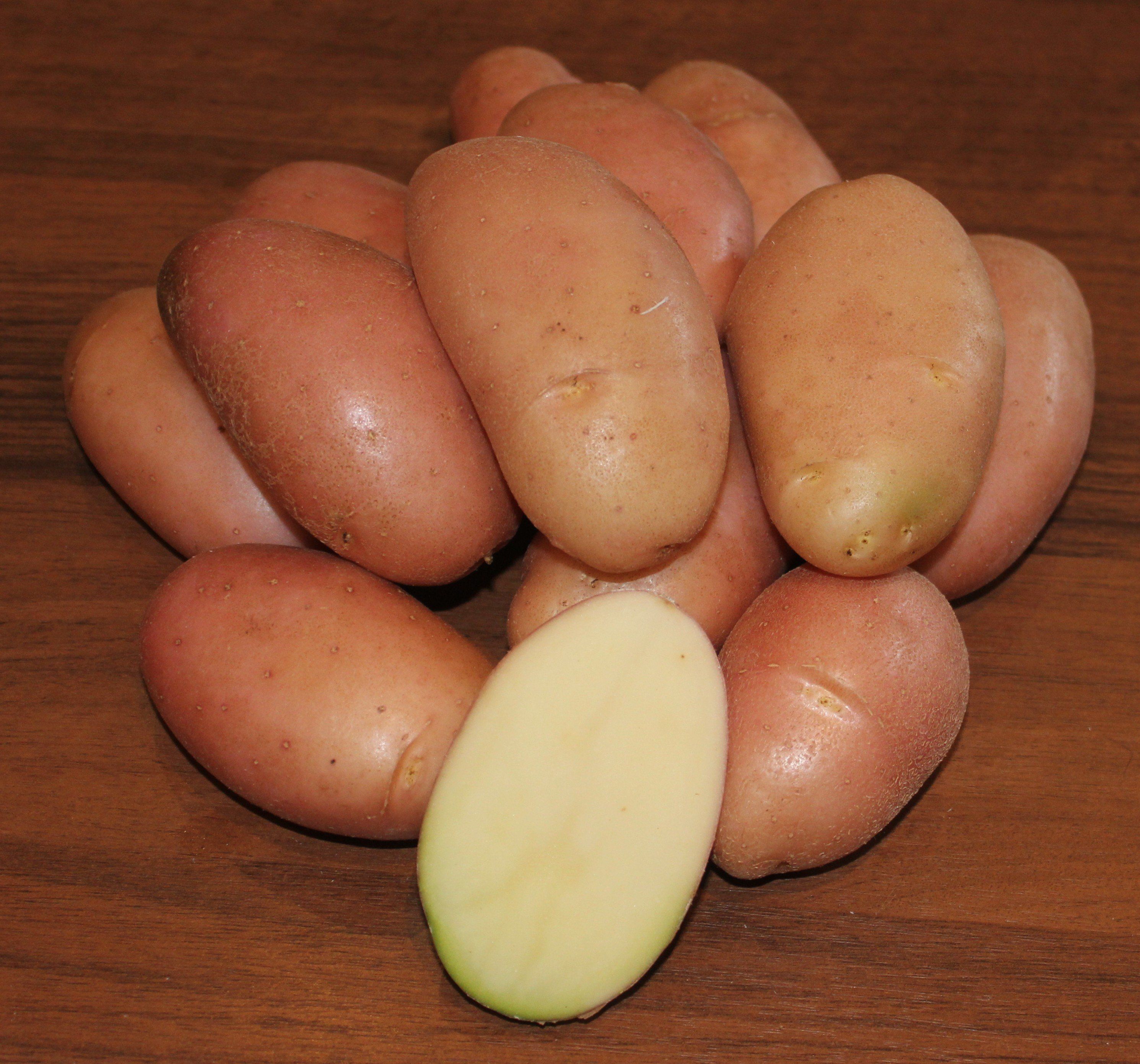 эволюшн картофель характеристика отзывы и фото