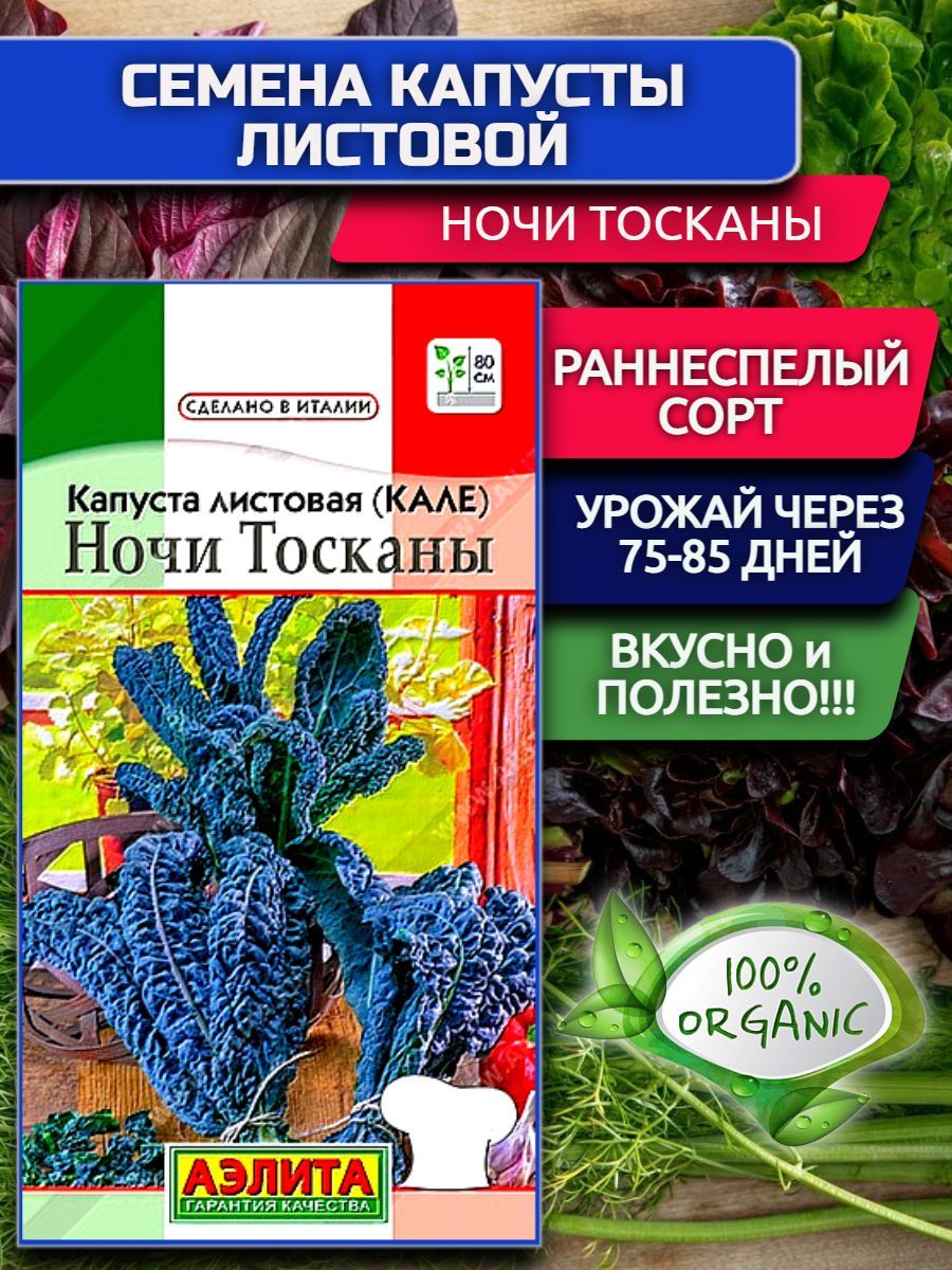 Капуста ночи тосканы. Капуста листовая ночи Тосканы. Капуста Кале ночи Тосканы. Капуста листовая Кале ночи Тосканы. Тоскана семена.