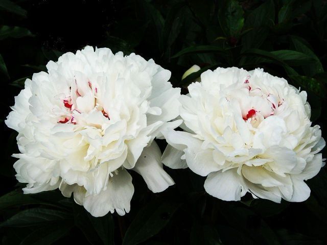 Пион festiva maxima. Пион блаш квин. Пион древовидный айсберг. Пион дюшес де немороуз. Festiva maxima'пион.