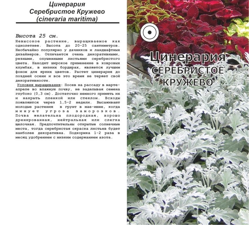 Цинерария Гибридная Купить Семена