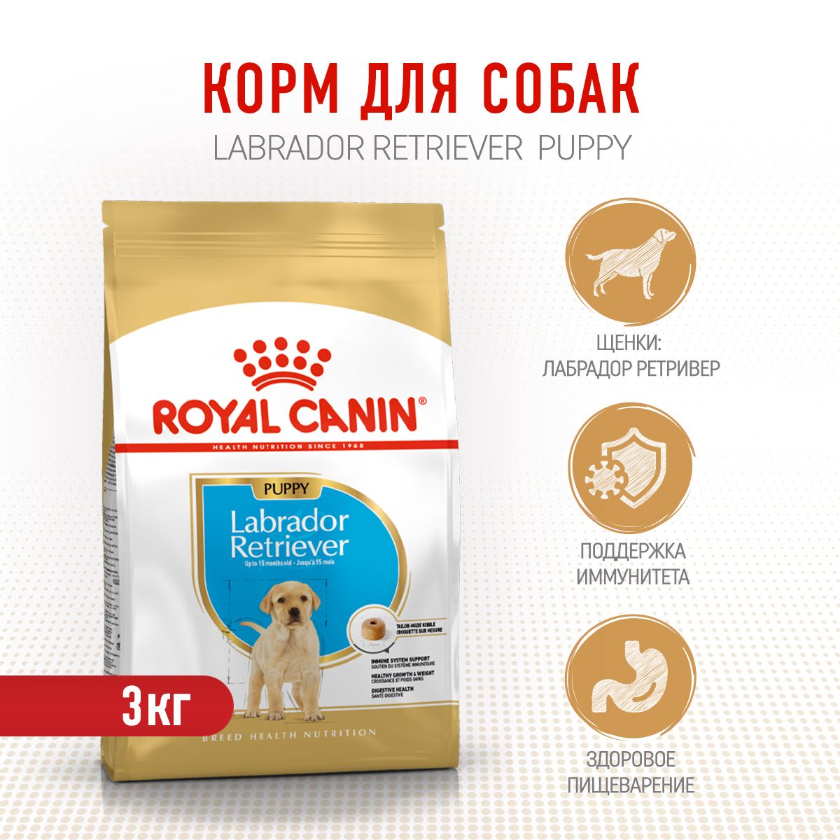 Royal cheap labrador junior