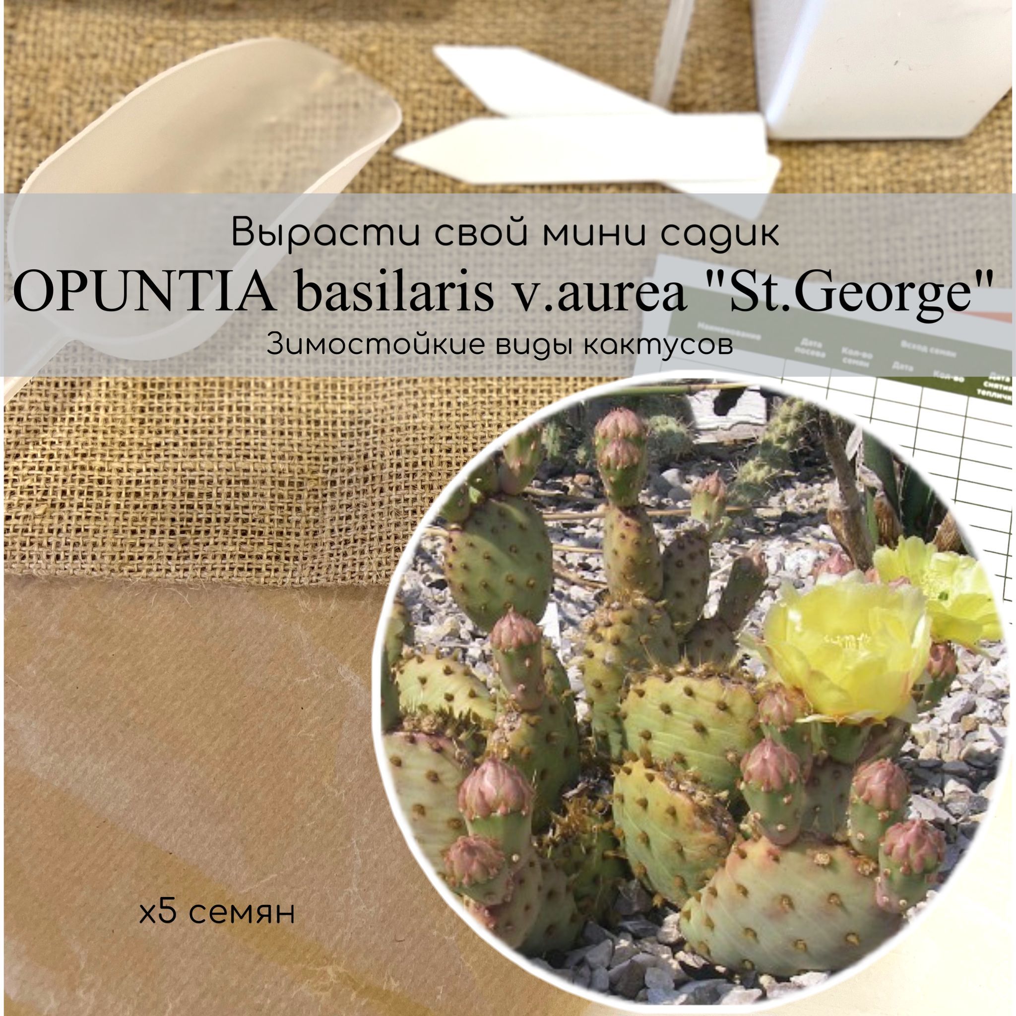 Семена кактуса для открытого грунта Opuntia basilaris var. aurea  