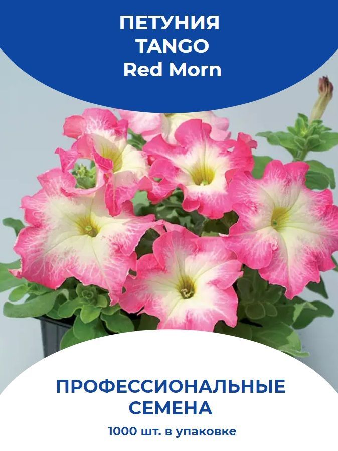 Семена петунии недорого. Петуния танго ред. Петуния танго. Петуния танго ред Морн фото.