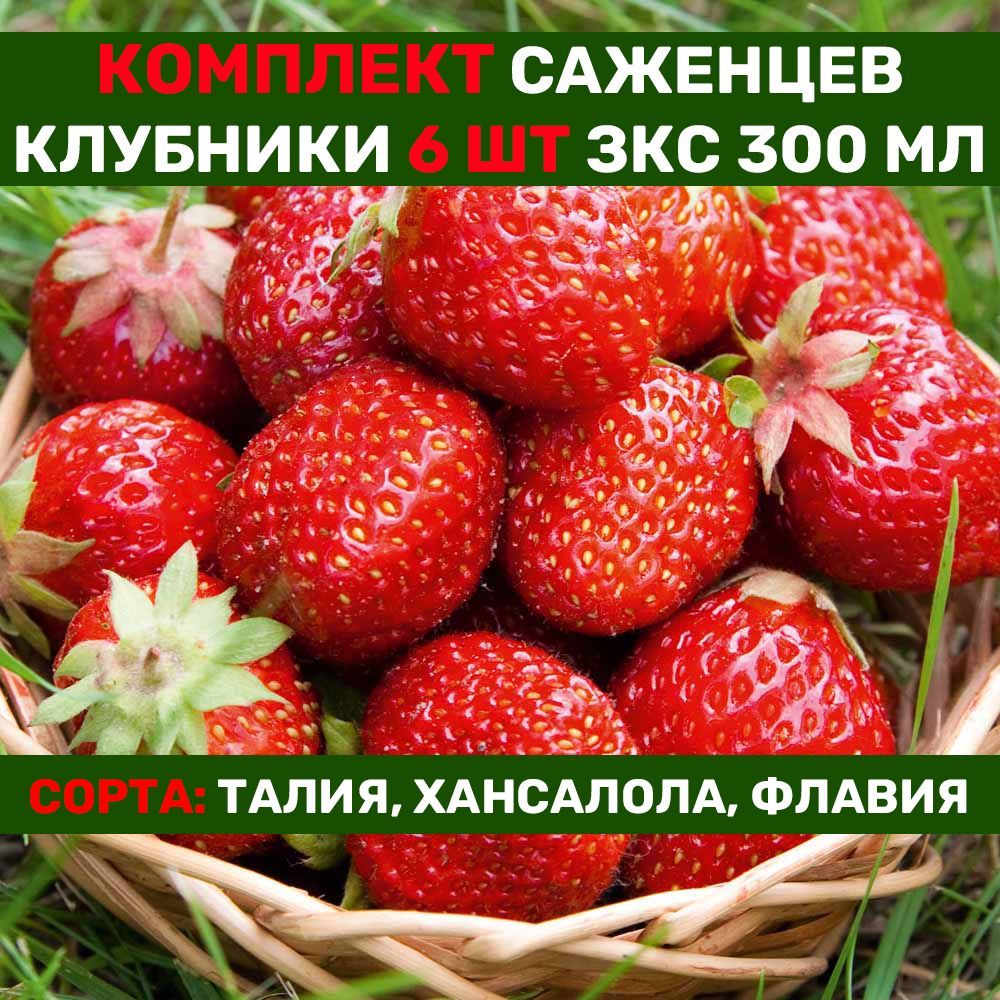 Цукат мускатный клубника описание