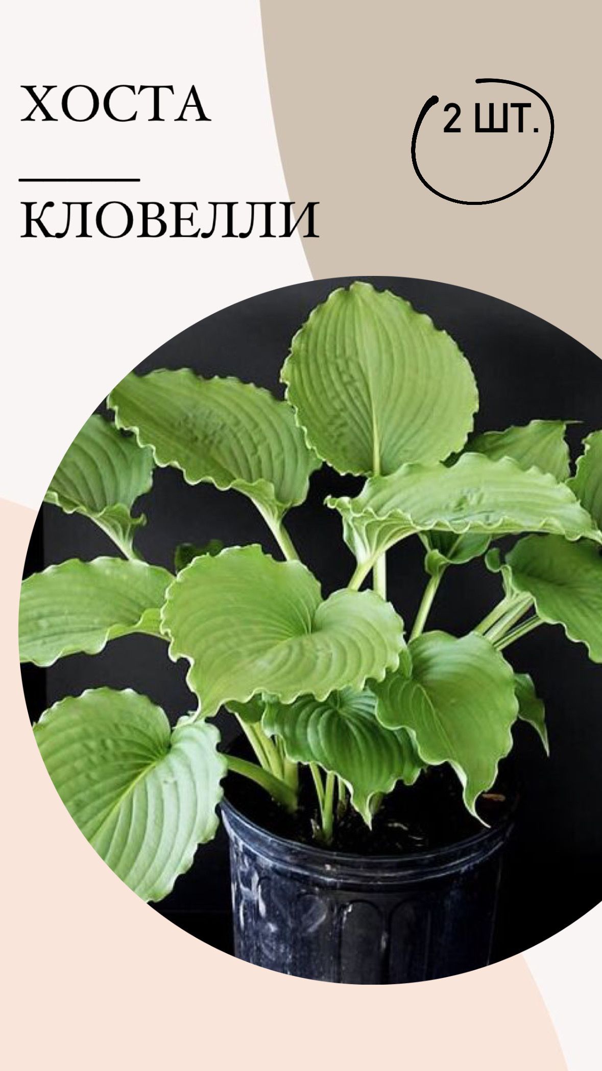 Саженцы Хост Купить В Леруа Мерлен Калуга