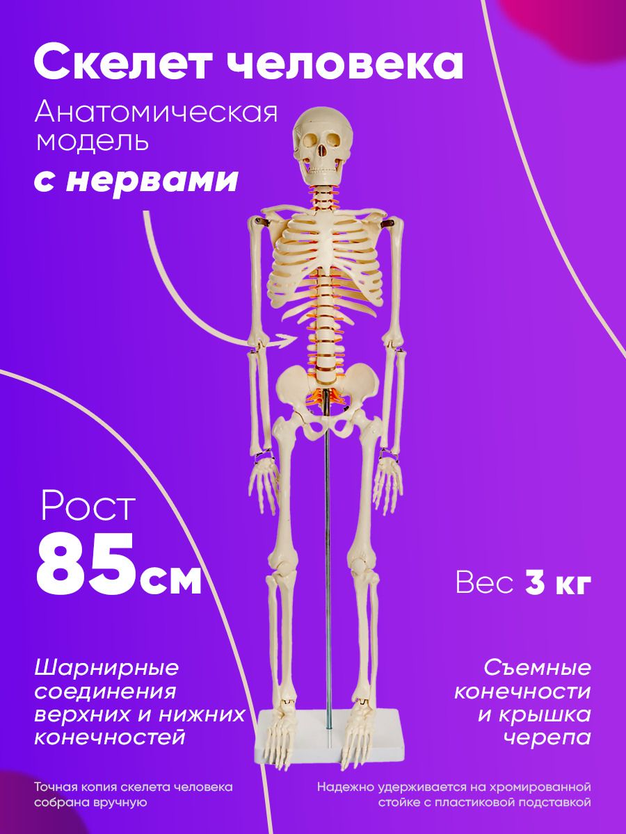 Анатомическая модель скелета человека 85 см - купить с доставкой по  выгодным ценам в интернет-магазине OZON (184228752)