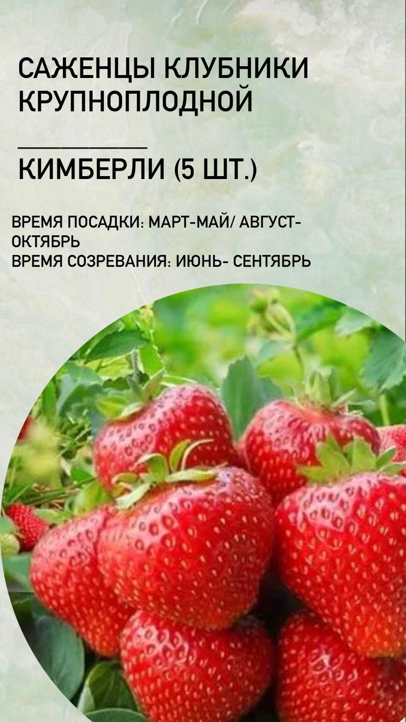 Клубника Кимберли Описание Сорта Фото Отзывы Садоводов