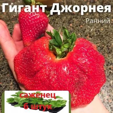 Клубника РАННЯЯ "Гигант Джорнея" 6 штук саженцев