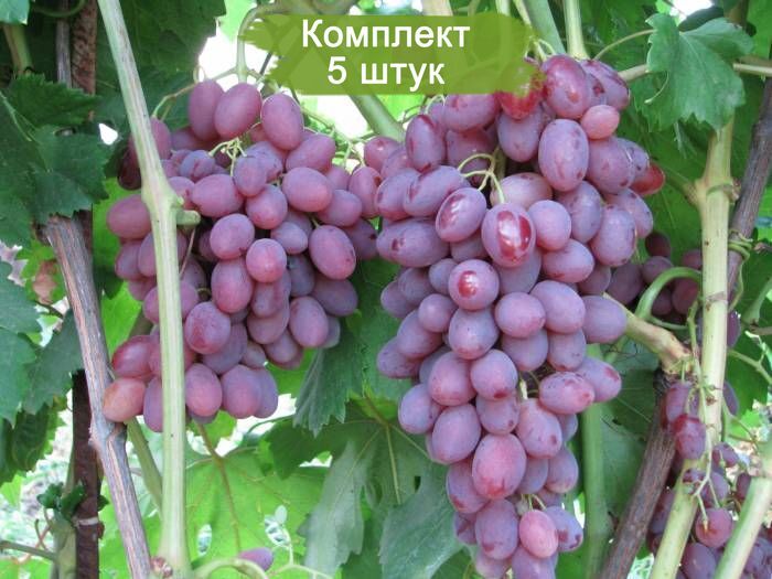 Виноград румба фото