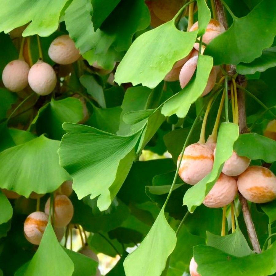 Гинкго билоба дерево. Гинкго двулопастный (Ginkgo Biloba). Гинкго двудопастной дерево. Растение гинкго двулопастный.