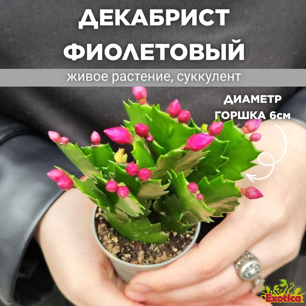 Декабрист Фиолетовый, или Шлюмбергера (Schlumbergera Tendenza Purple) D6см