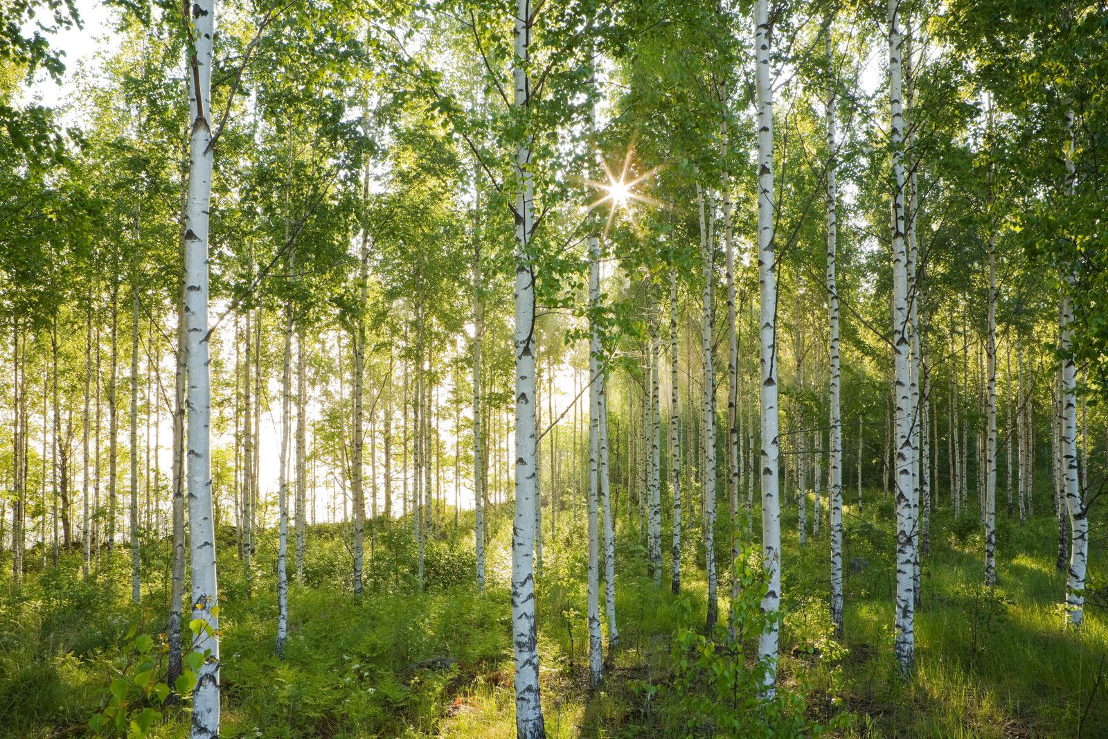 Фотообои комар Березовая роща. Фотообои Березовая аллея. Березовая роща. Иркутск Березовая роща 3в. Фон лес днем