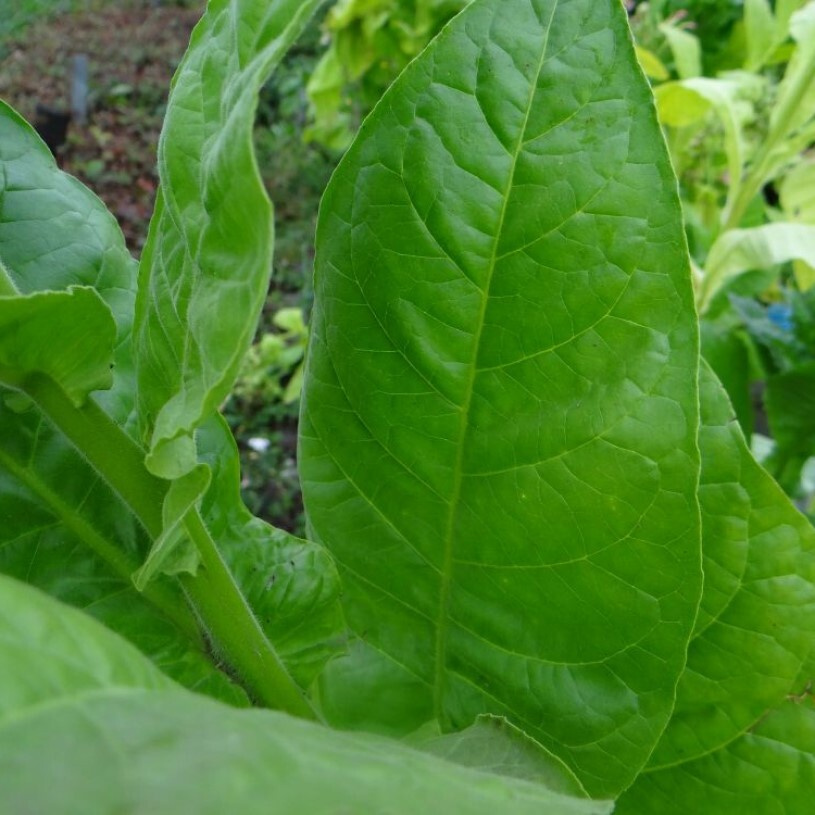 Табак Nicotiana tabacum