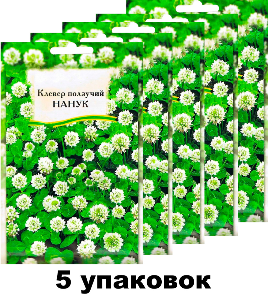 Стебель клевера ползучего. Стебель клевера ползучего