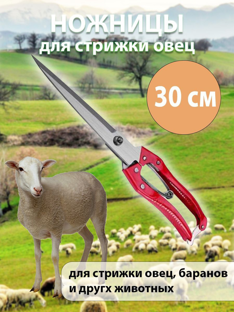 Ножницы для стрижки овец *МАСТЕР* Большие - купить с доставкой по ...