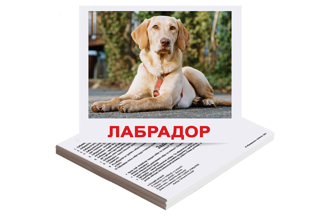 Новогодние Породы Собак