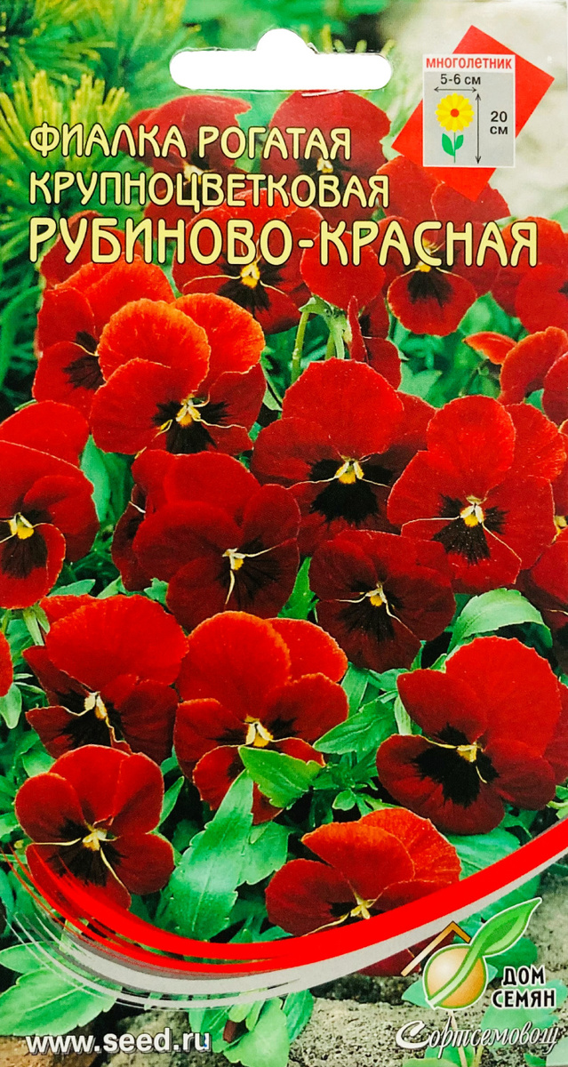 Фиалка Анютины Глазки Фото Фиалка Анютины Глазки Фото