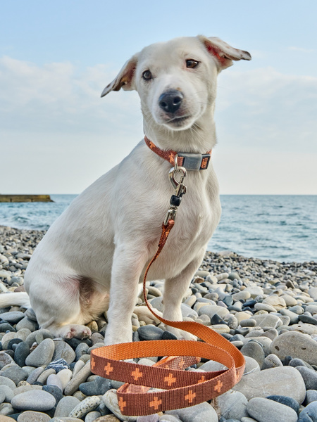 Поводок-стропа для собак Japan Premium Pet DАISKI из особо прочного ...