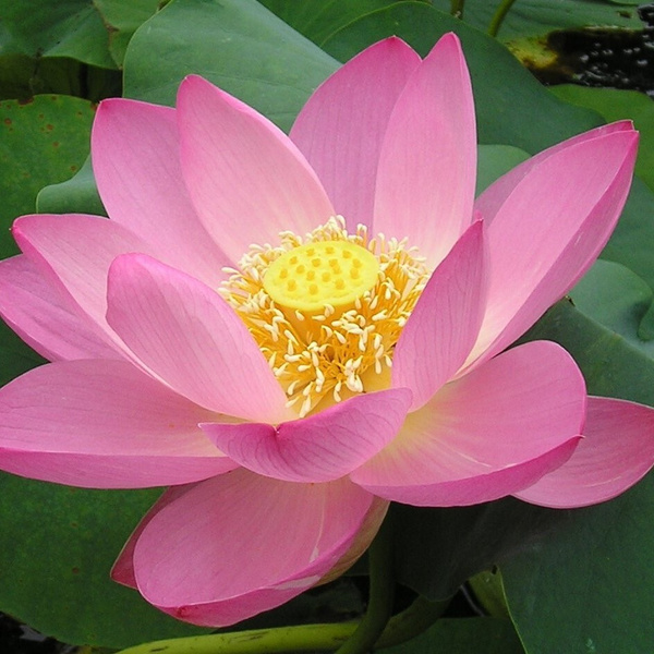 Lotus Nelumbo pink-Лотос Пинк