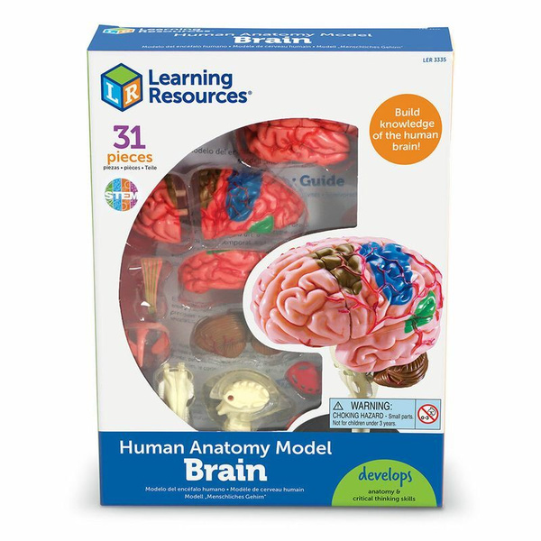 Обучающий набор Анатомия человека. Мозг Learning Resources - купить с ...