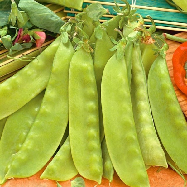 Горох, Бобы Орешка Бобовые_Горох сахарный Каруби вьющийся - купить по ...