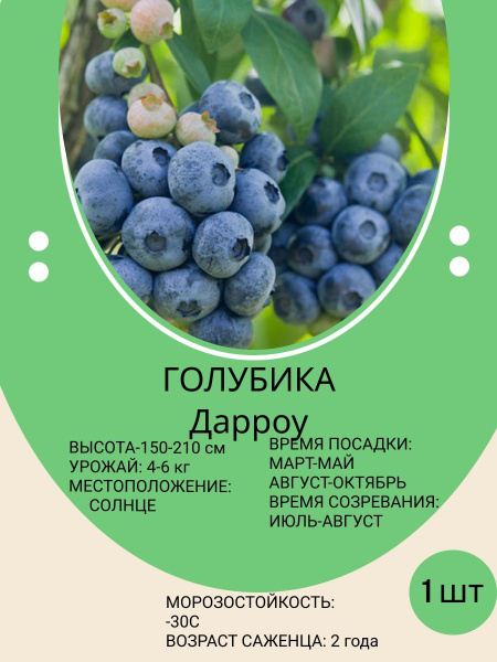 Голубика, саженец для посадки, многолетние ягодные кусты - купить с ...