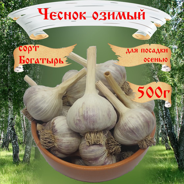 Чеснок RusAgro62 чеснокосень - купить по выгодным ценам в интернет ...