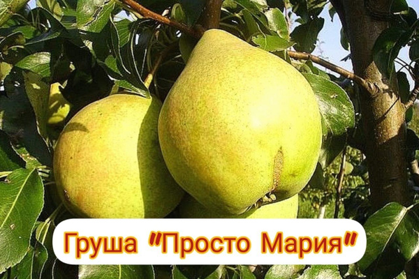 Груша Просто Мария - купить с доставкой по выгодным ценам в интернет ...