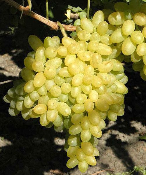 Кишмиш гелиодор. Виноград томпсон 1кг. Почему кишмиш. Виноград кишмиш зеленый. Виноград кишмиш столетие.