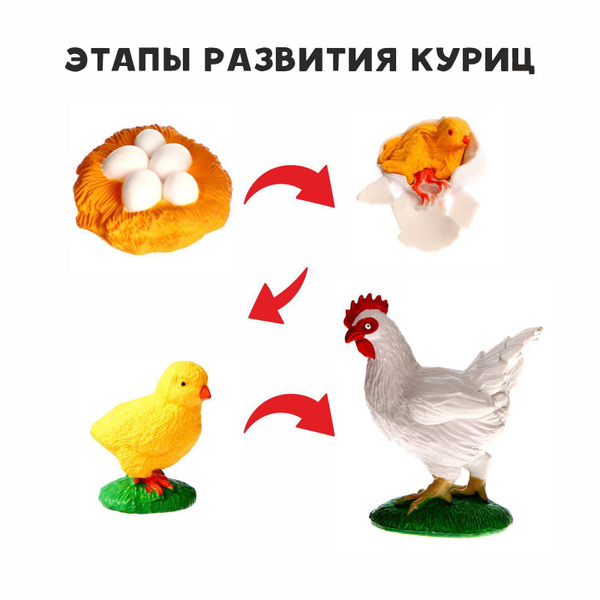 Рост и развитие курицы